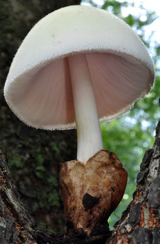 Volvariella bombycina